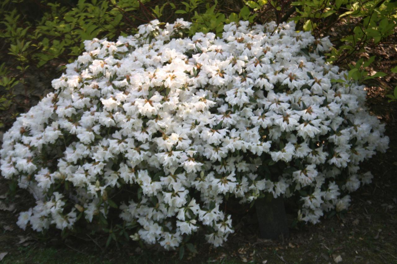 Rhododendron 'Dora Amateis'-3-