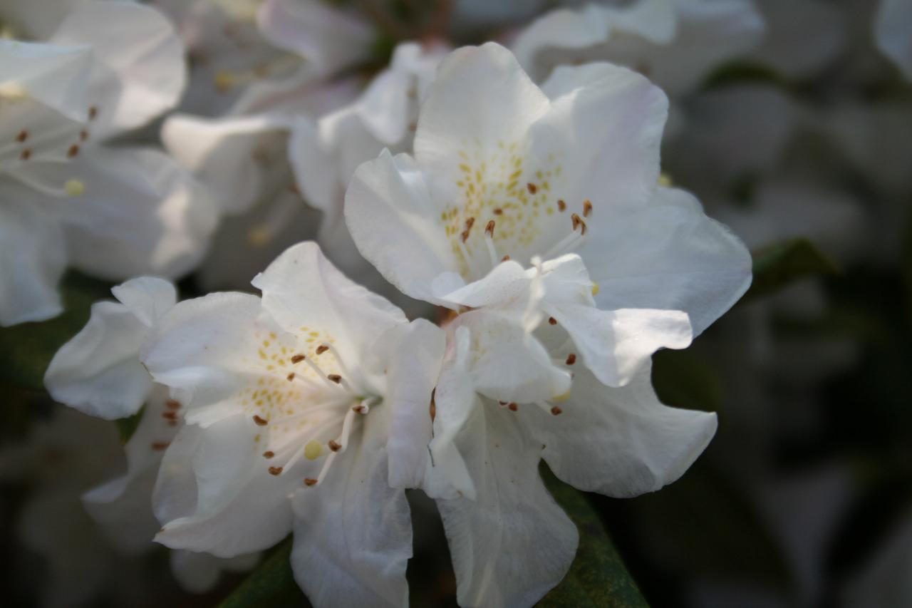 Rhododendron 'Dora Amateis'-4-