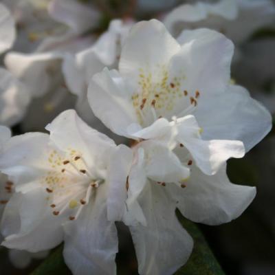 Rhododendron 'Dora Amateis'-4-