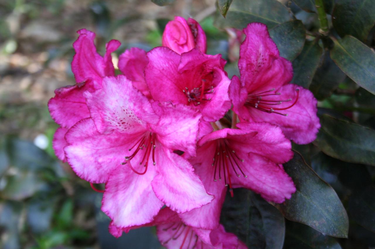 Rhododendron 'Ebony Pearl'-6-