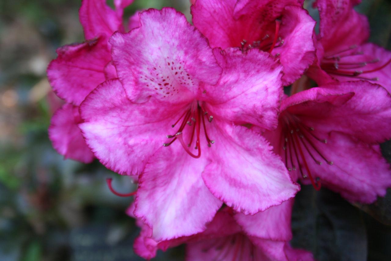 Rhododendron 'Ebony Pearl'-7-