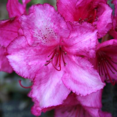 Rhododendron 'Ebony Pearl'-7-