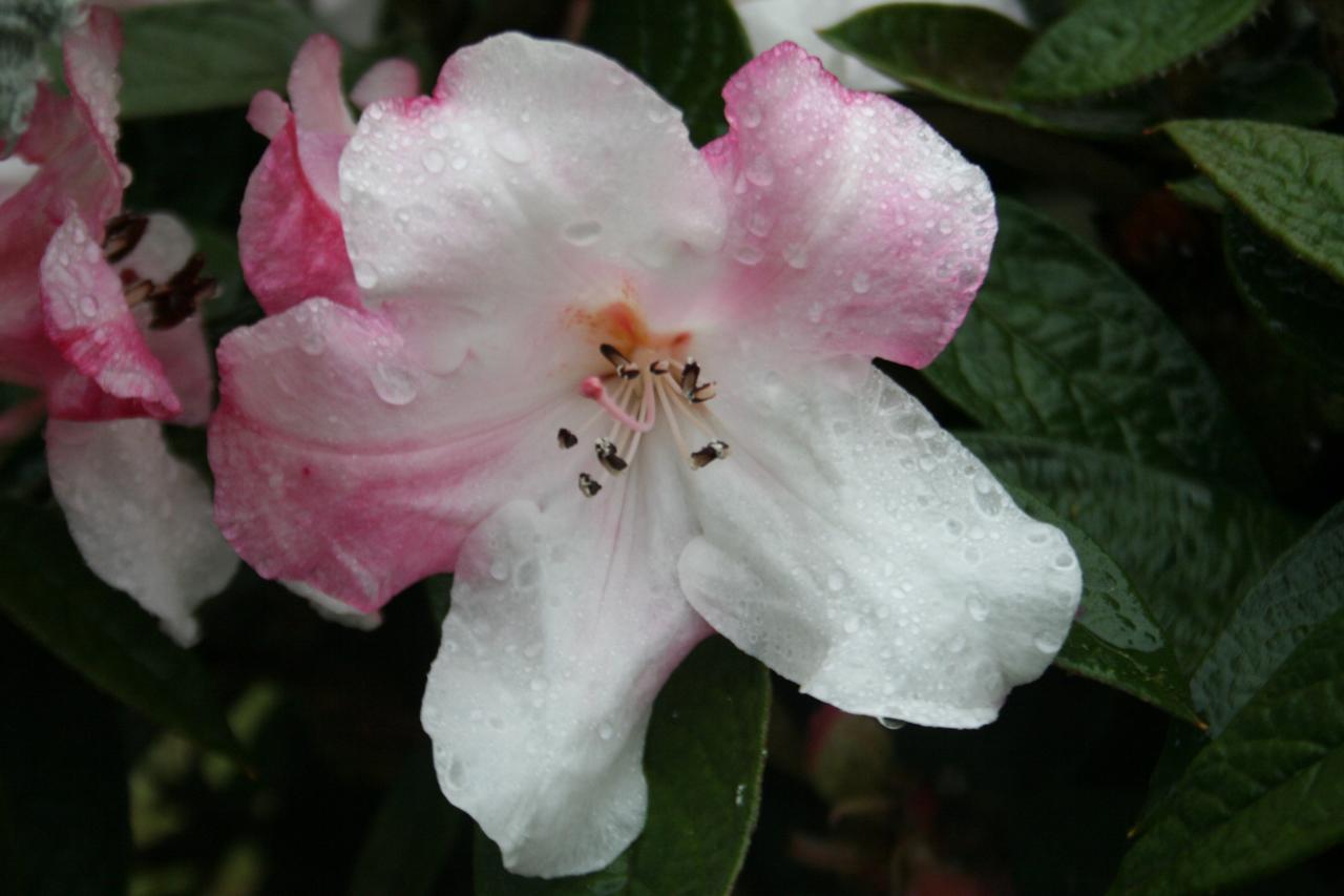 Rhododendron edgeworthii-4-