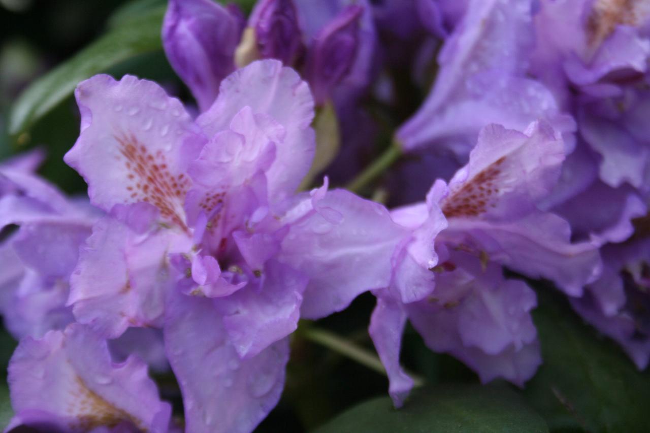 Rhododendron 'Fastuosum Flore Pleno'-2-