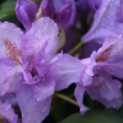 Rhododendron 'Fastuosum Flore Pleno'-2-
