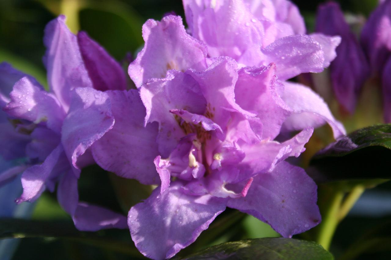 Rhododendron 'Fastuosum Flore Pleno'-6-