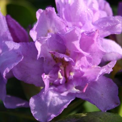 Rhododendron 'Fastuosum Flore Pleno'-6-