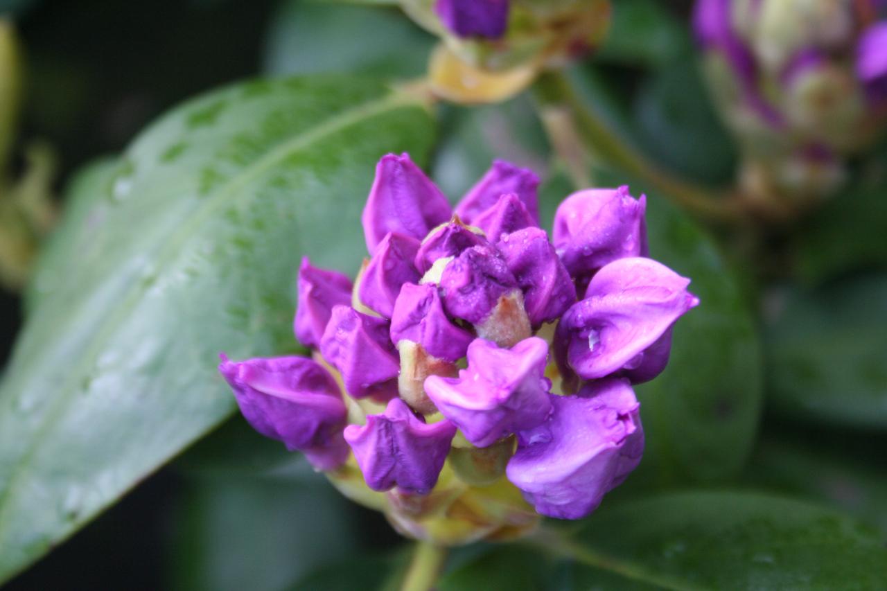 Rhododendron 'Fastuosum Flore Pleno'