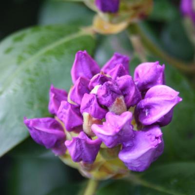 Rhododendron 'Fastuosum Flore Pleno'