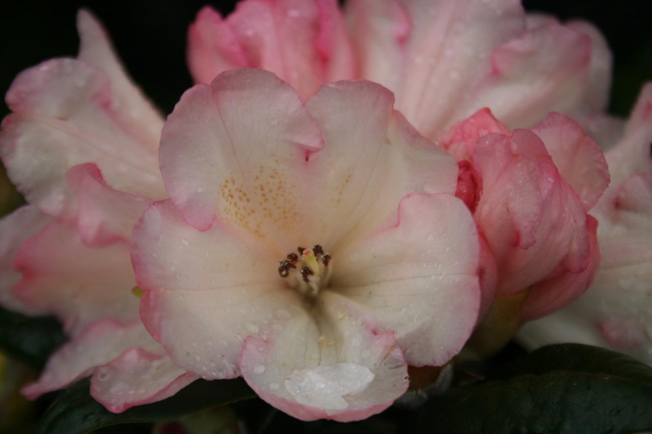 Rhododendron 'Fleur de blé noir'-2-