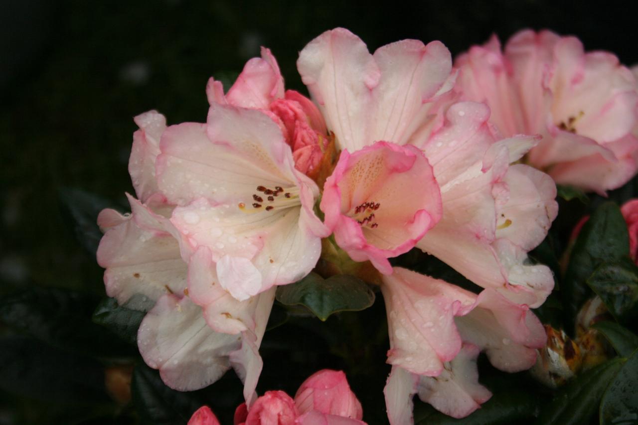 Rhododendron 'Fleur de blé noir'