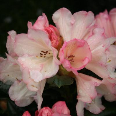 Rhododendron 'Fleur de blé noir'