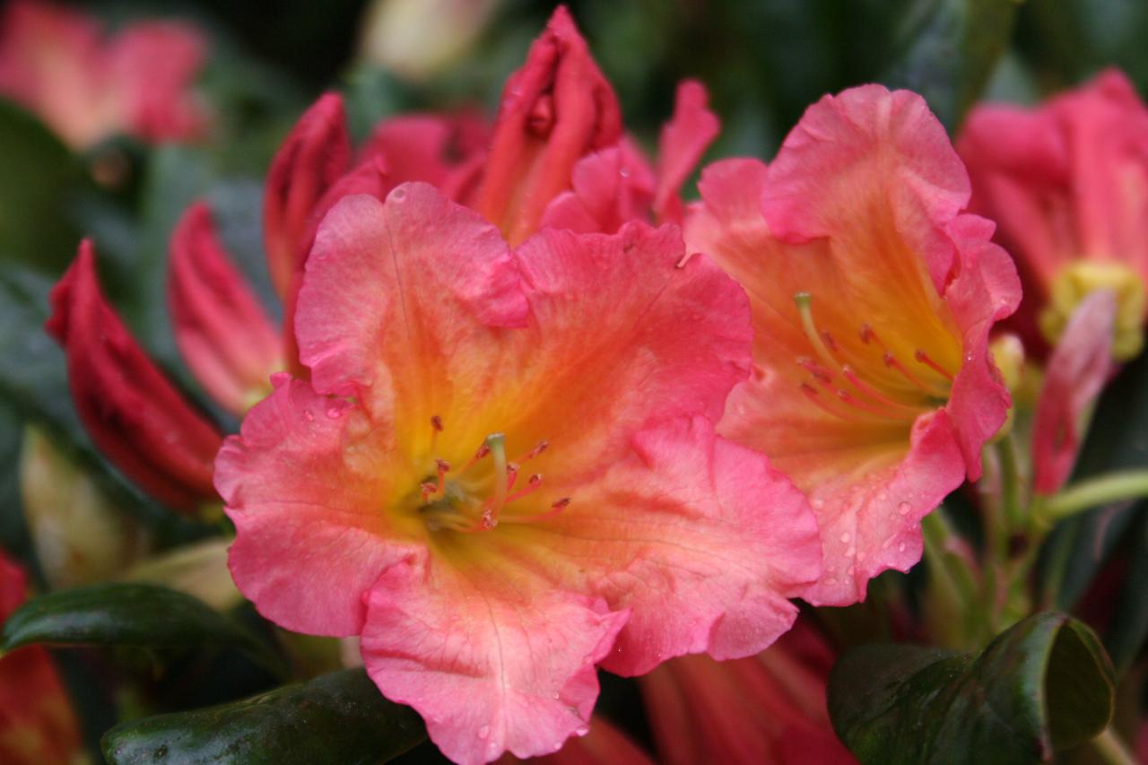 Rhododendron 'Florian'