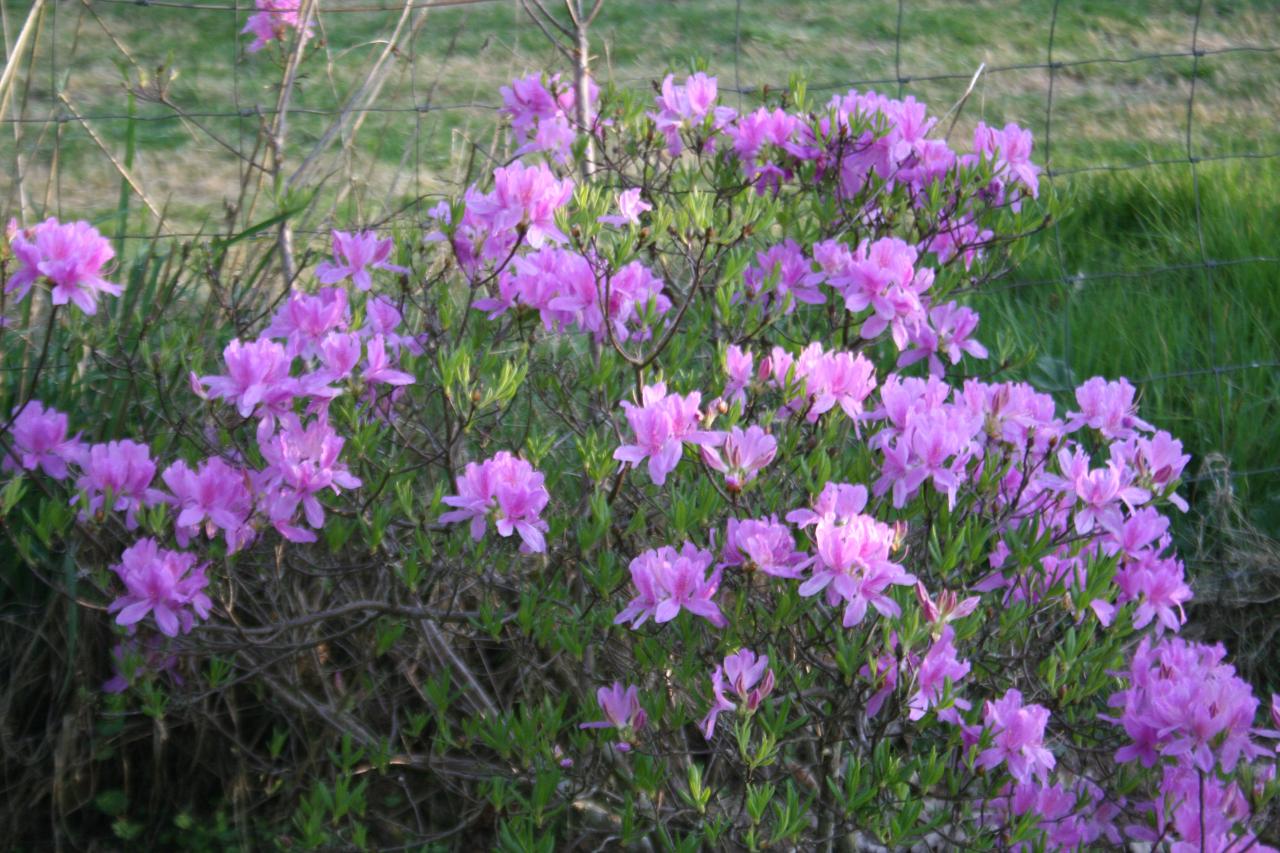 Rhododendron forestii-4-