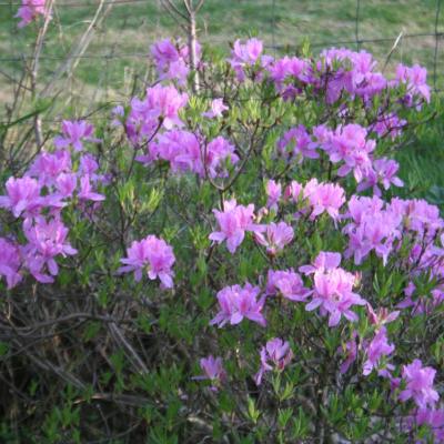 Rhododendron forestii-4-