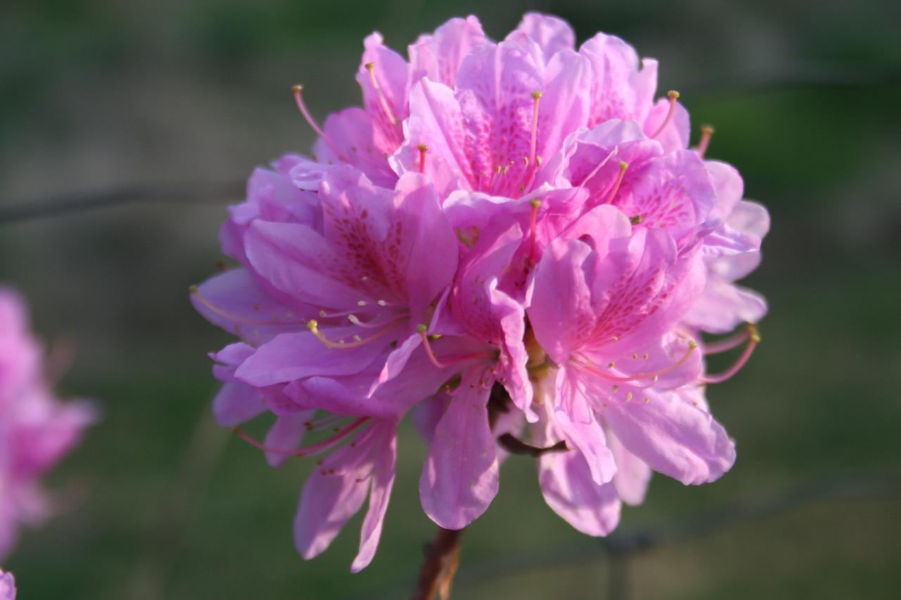 Rhododendron forestii-5-