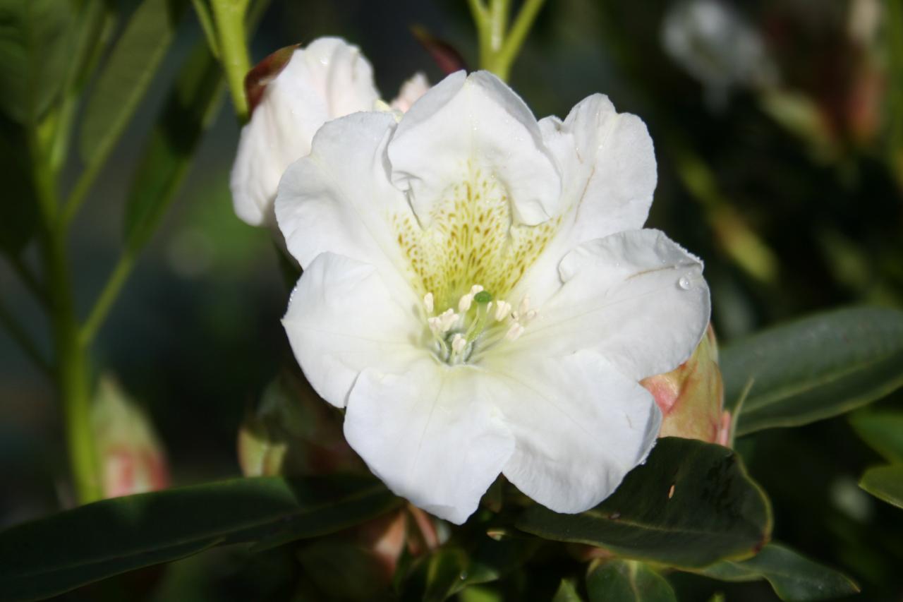 Rhododendron fortunei ssp. discolor-2-