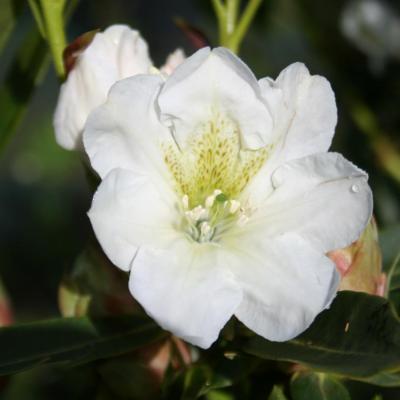 Rhododendron fortunei ssp. discolor-2-