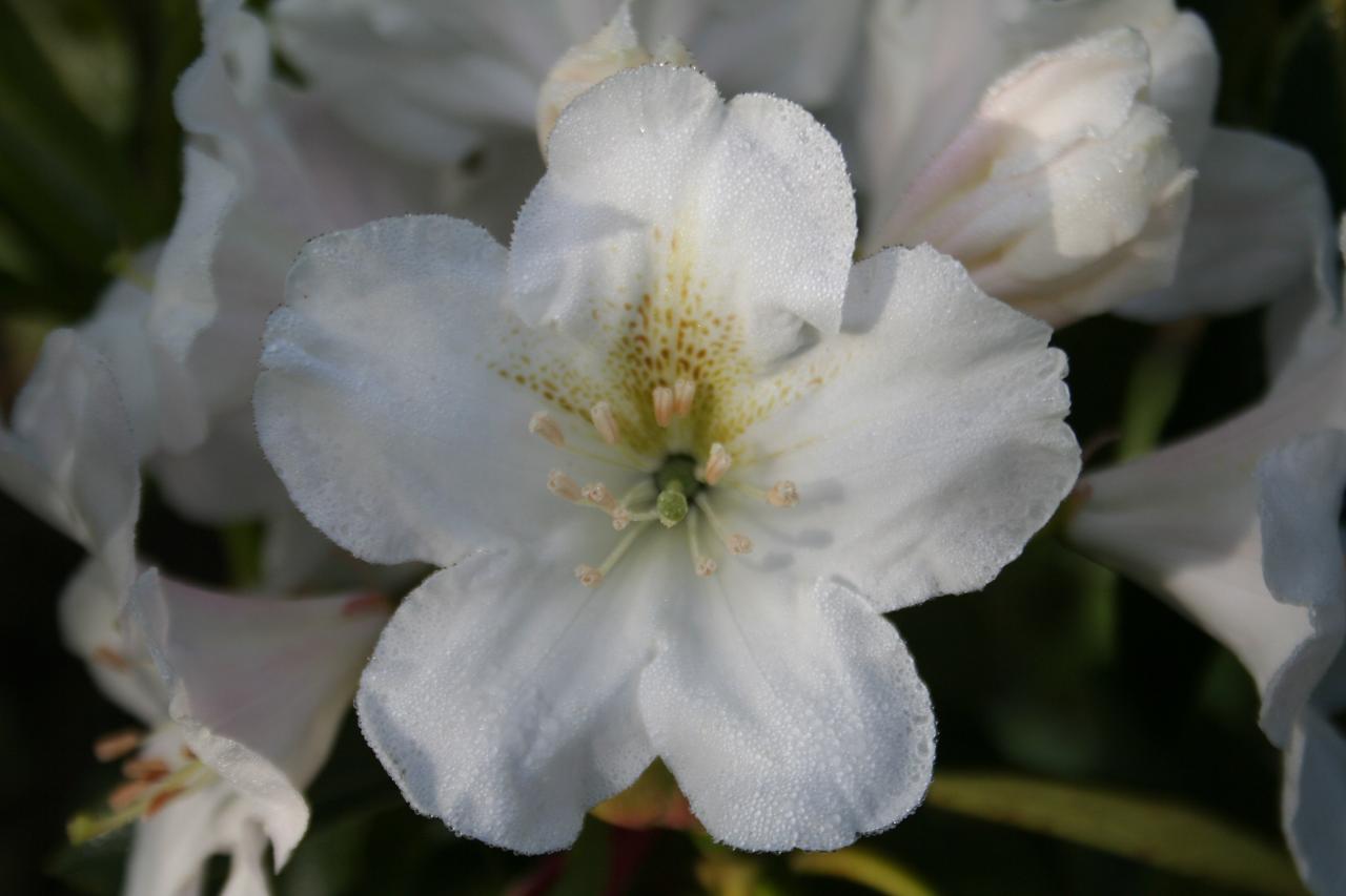 Rhododendron fortunei ssp. discolor-4-