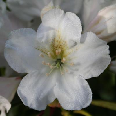 Rhododendron fortunei ssp. discolor-4-