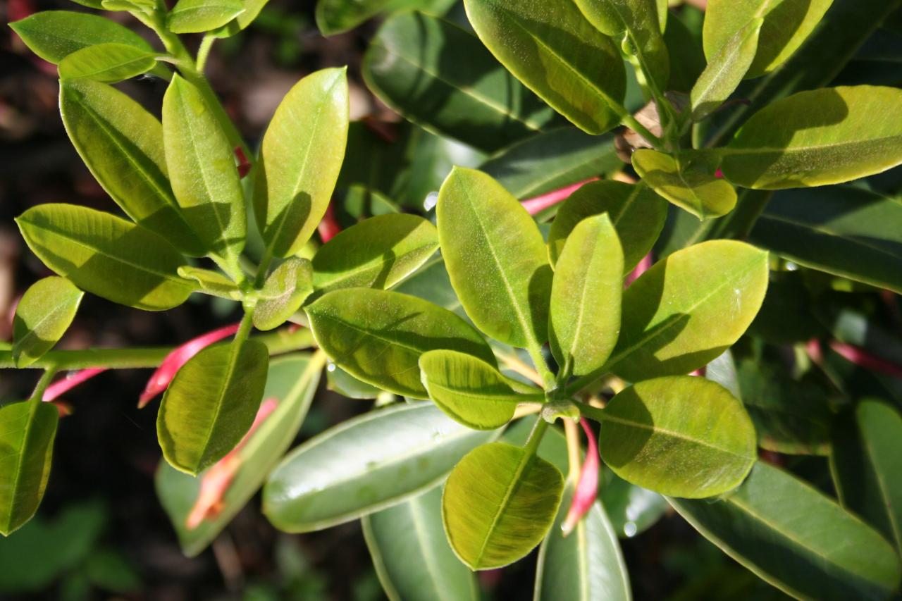 Rhododendron fortunei ssp. discolor