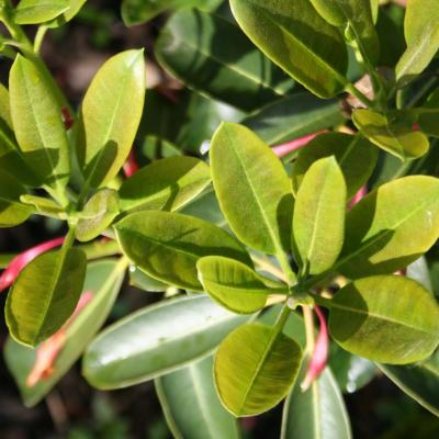 Rhododendron fortunei ssp. discolor