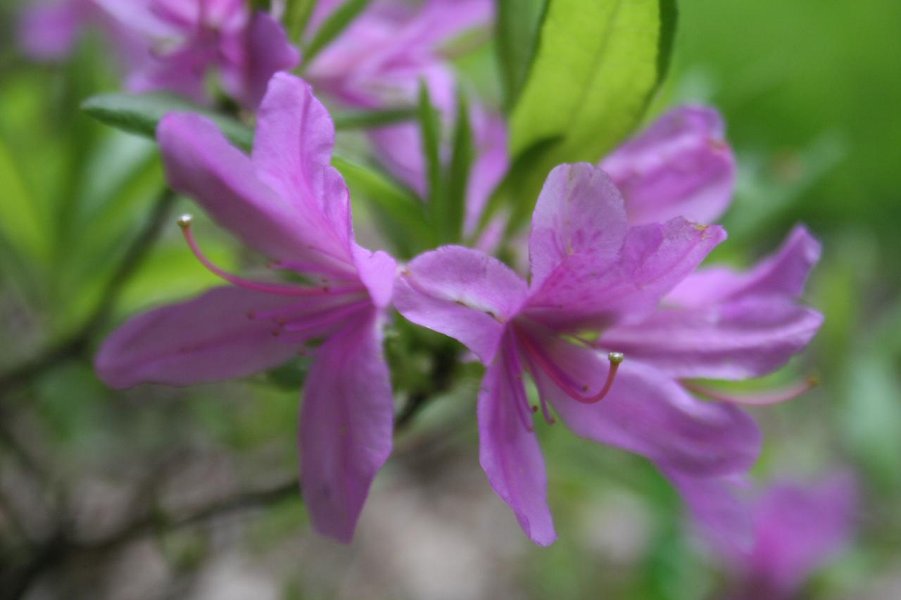 Rhododendron 'Fraseri Group'