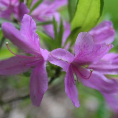 Rhododendron 'Fraseri Group'