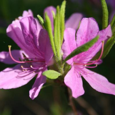 Rhododendron 'Fraseri Group'-8-