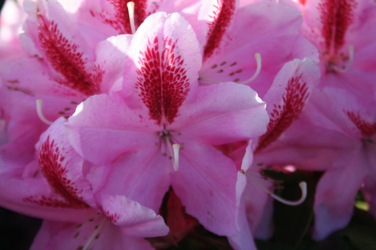 Rhododendron 'Furnivall's Daughter'3