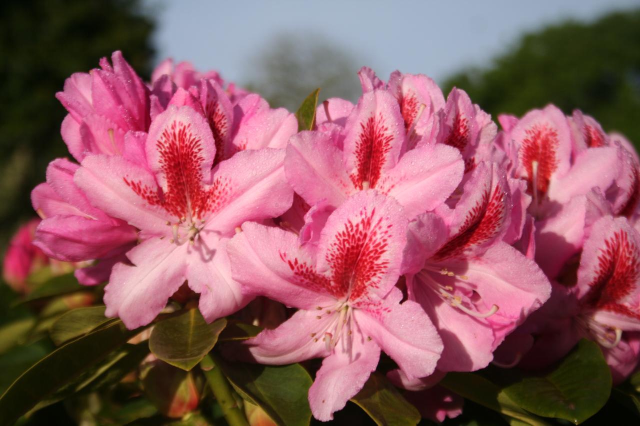 Rhododendron 'Furnivall's Daughter'-7-