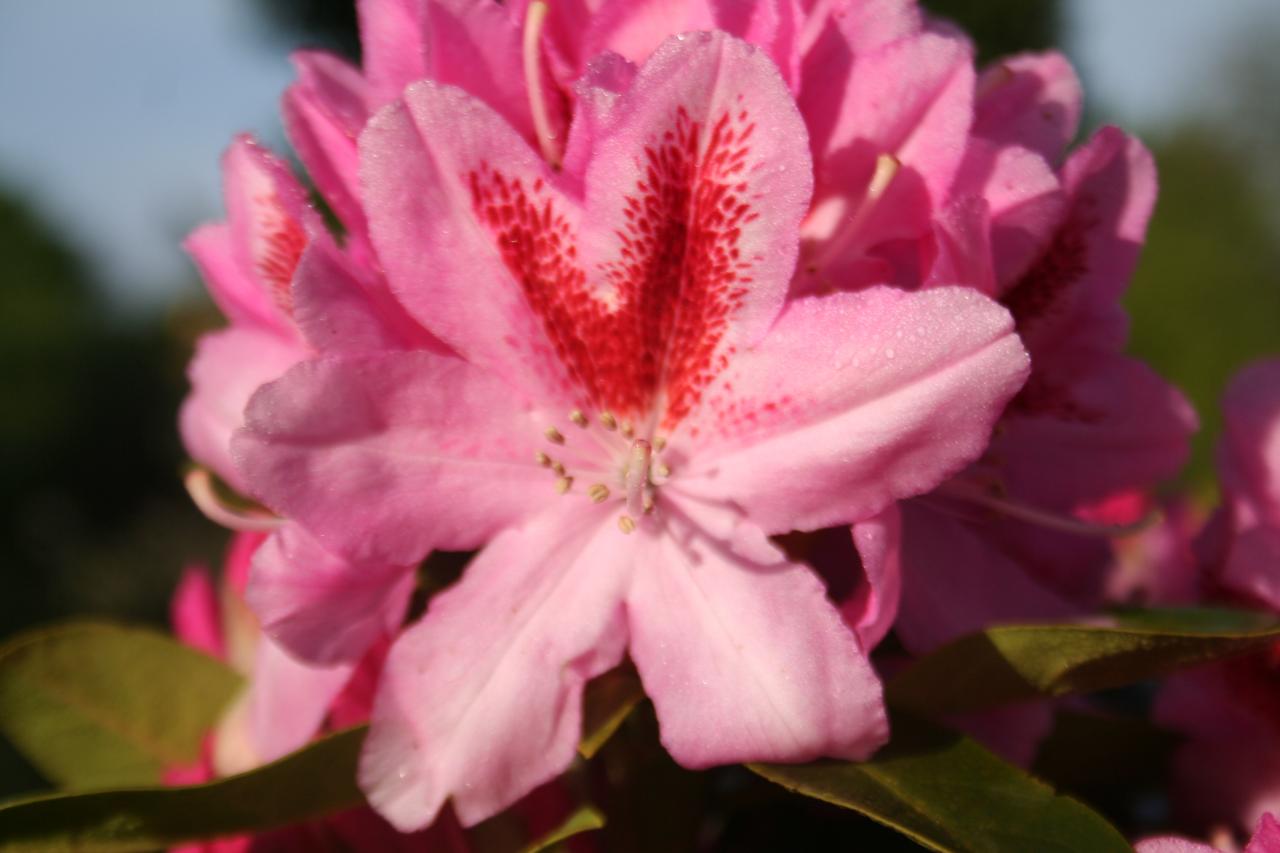 Rhododendron 'Furnivall's Daughter'-8-