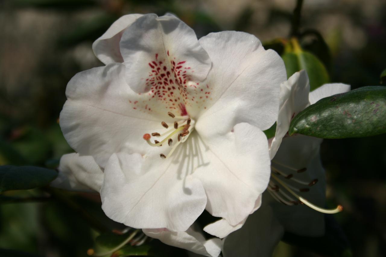 Rhododendron 'Gartendirektor Rieger'-4-
