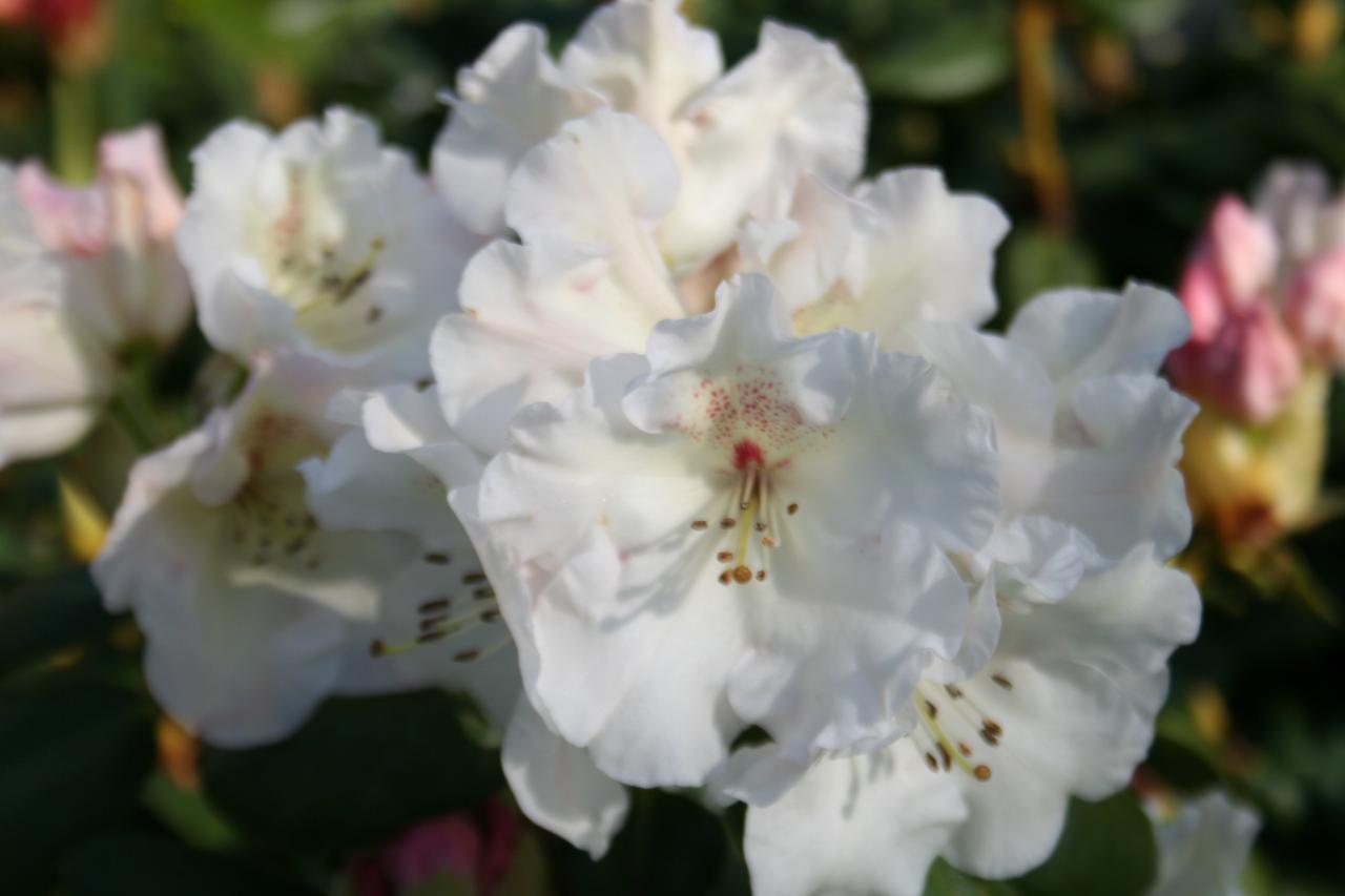 Rhododendron 'Gartendirektor Rieger'-5-