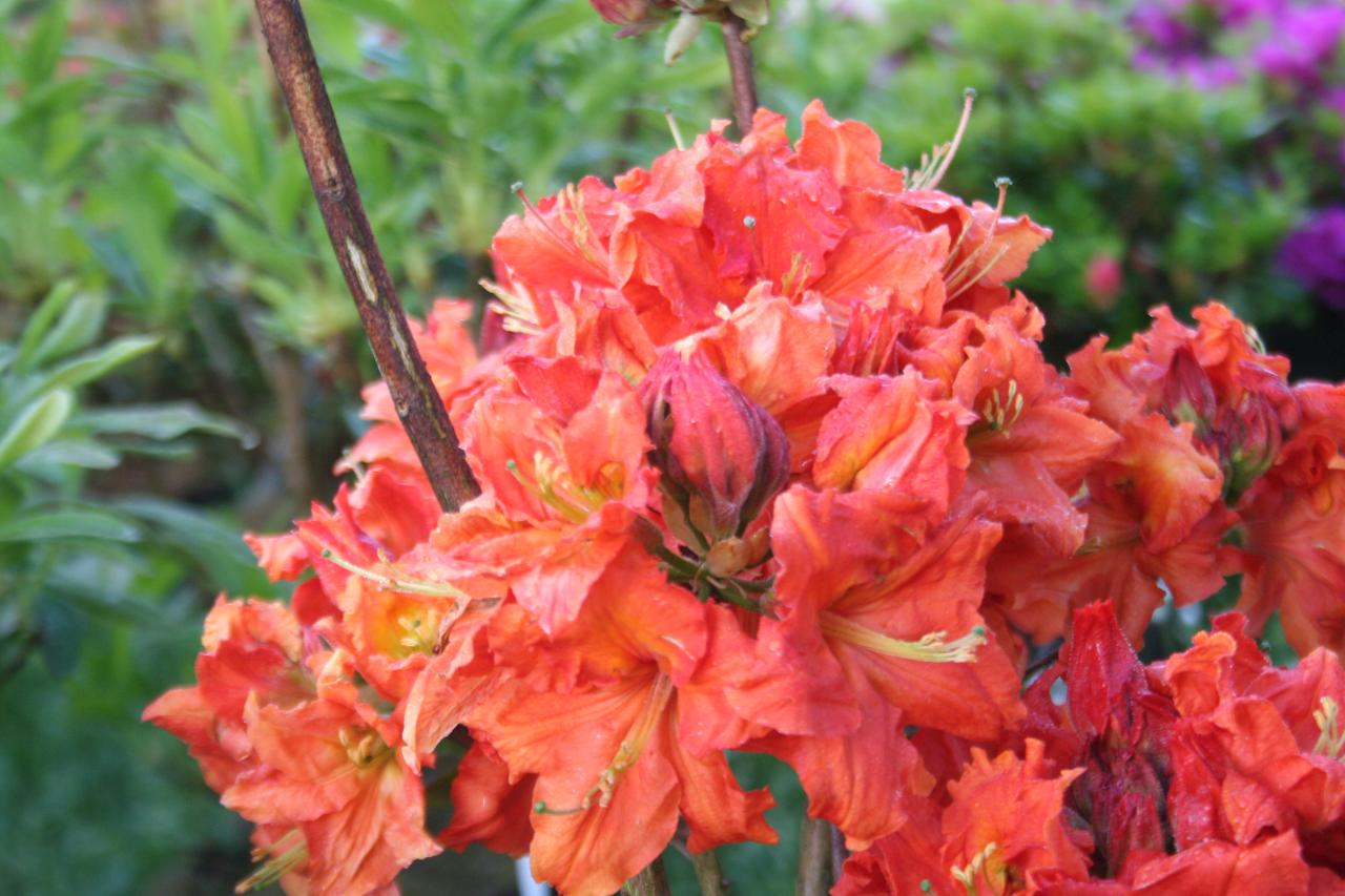 Rhododendron 'Gibraltar'-4-