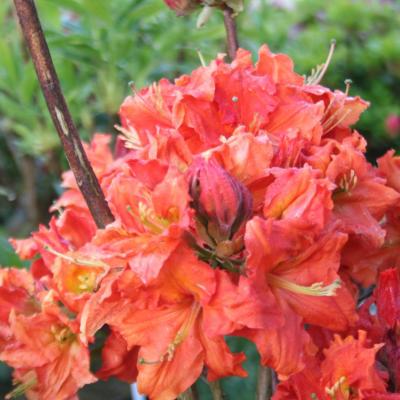 Rhododendron 'Gibraltar'-4-