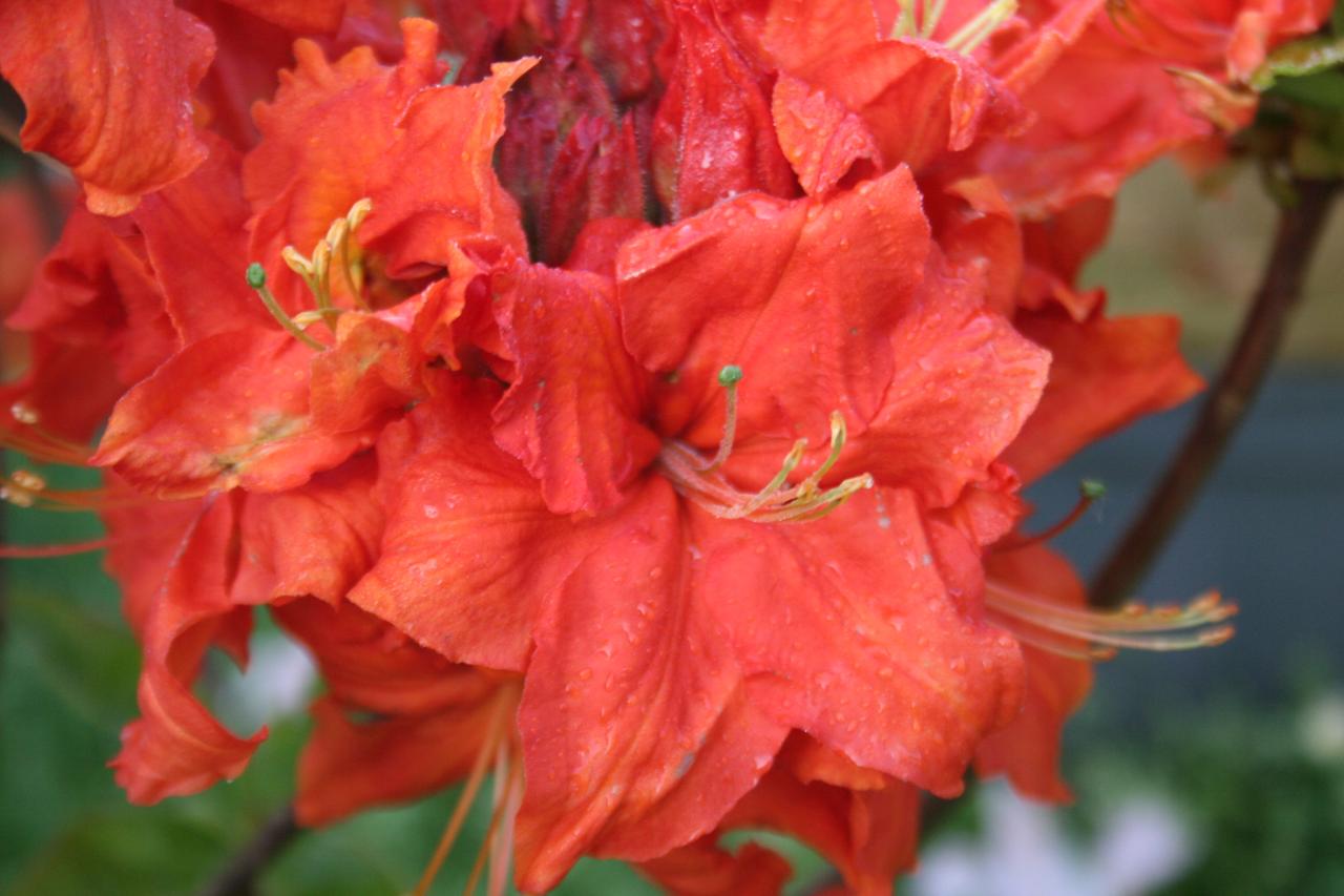 Rhododendron 'Gibraltar'