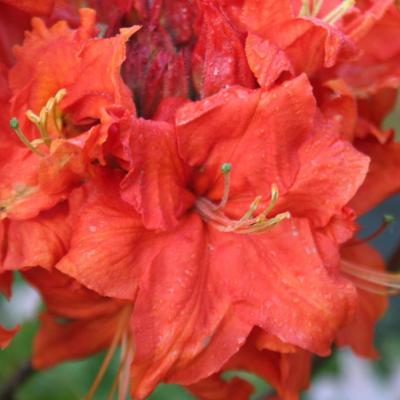 Rhododendron 'Gibraltar'