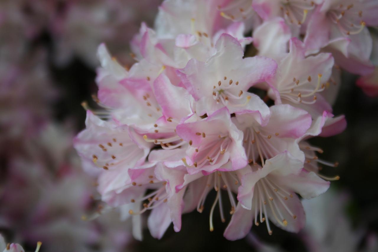 Rhododendron 'Ginny Gee'