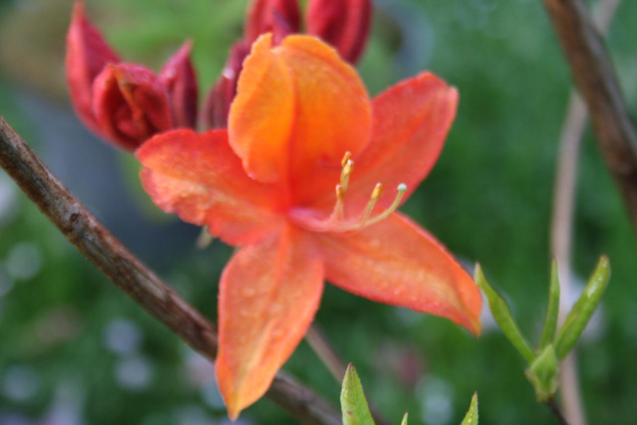 Rhododendron 'Golden Eagle'