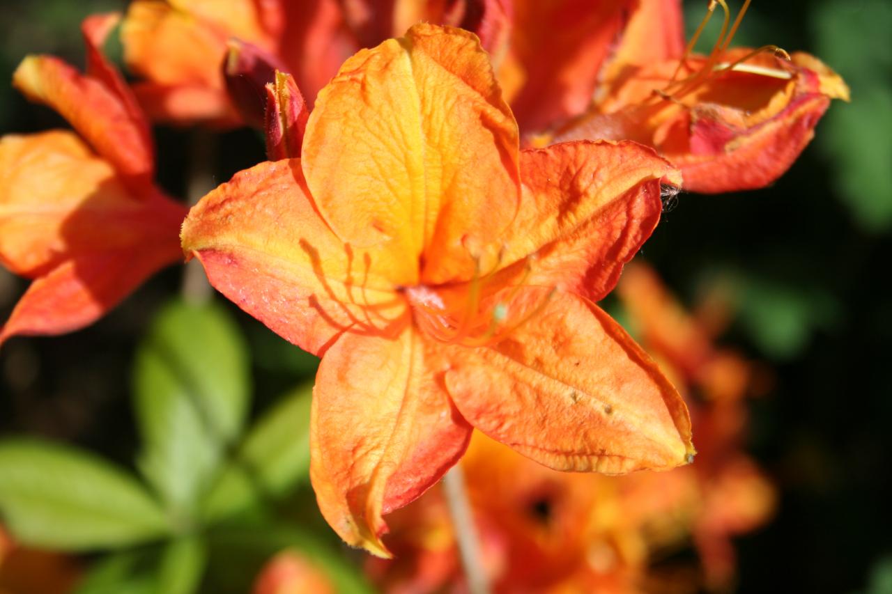 Rhododendron 'Golden Eagle' (X de Knap Hill)