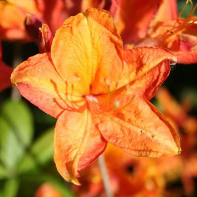 Rhododendron 'Golden Eagle' (X de Knap Hill)