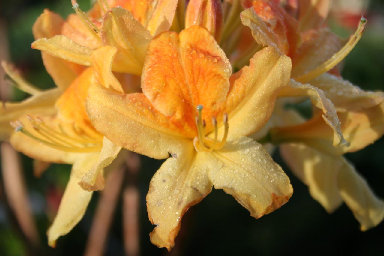 Rhododendron 'Golden Flare'-2-