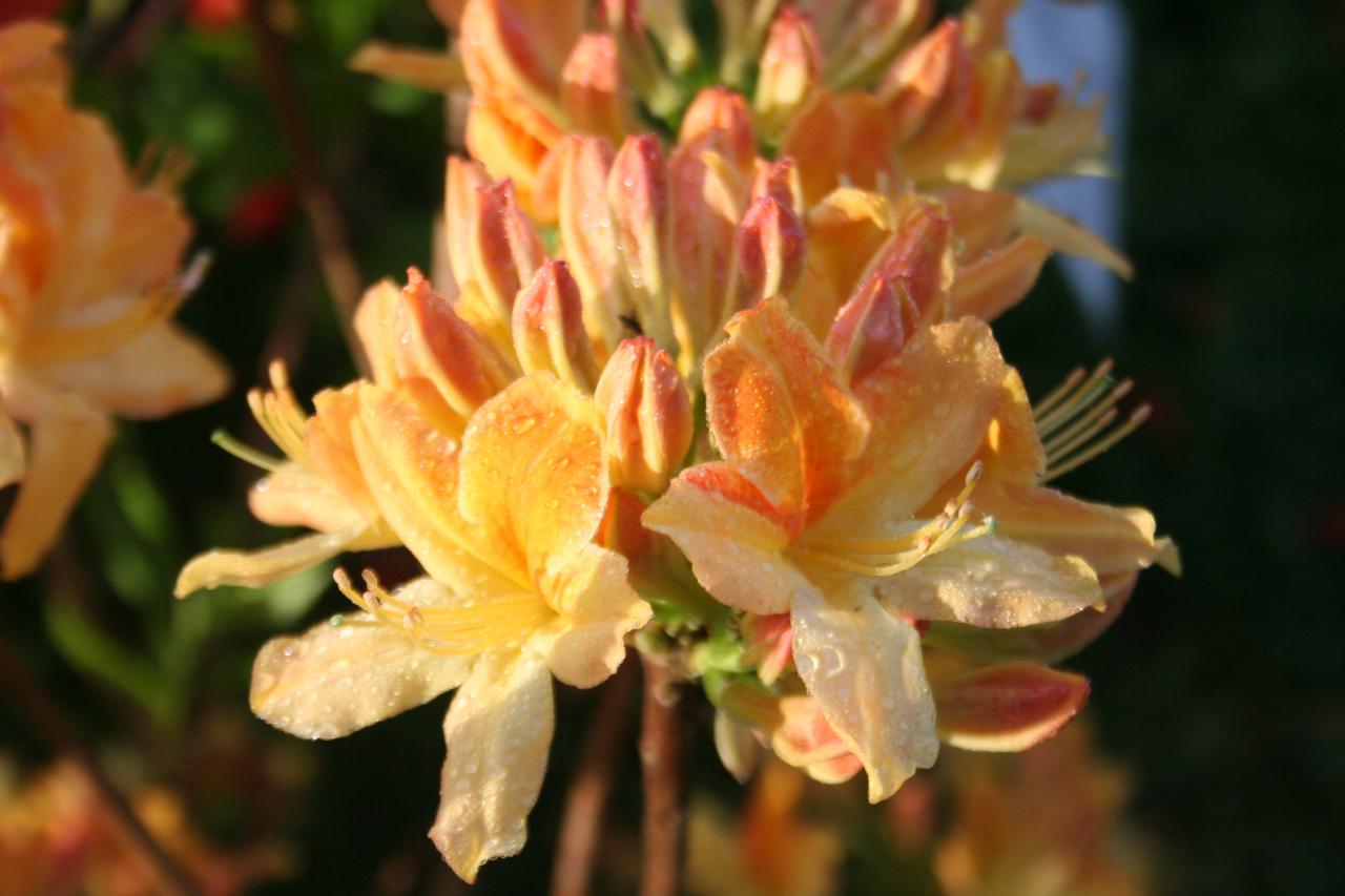 Rhododendron 'Golden Flare'