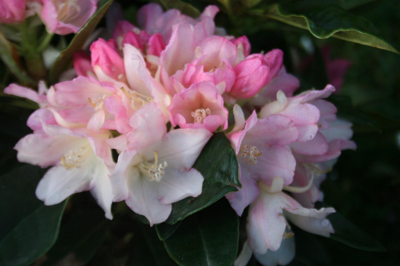 Rhododendron 'Golden Torch'-10-