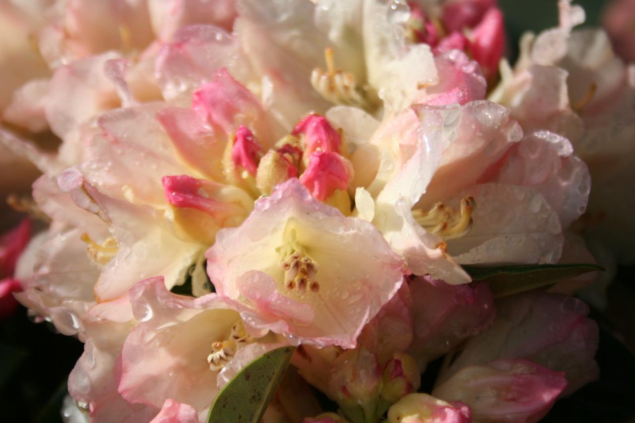 Rhododendron 'Golden Torch'-2-