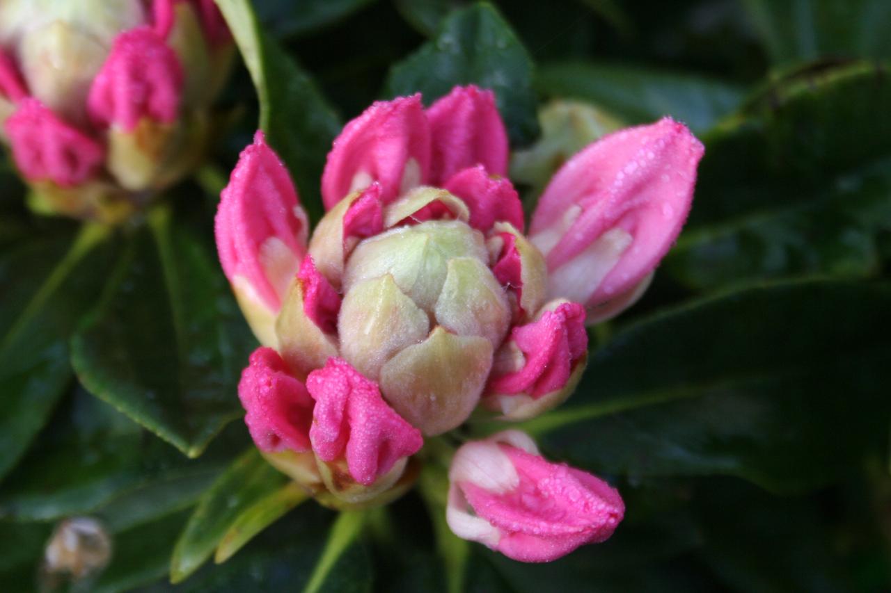 Rhododendron 'Golden Torch'-9-