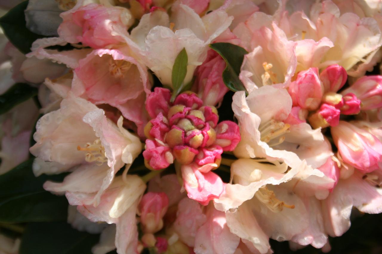 Rhododendron 'Golden Torch'