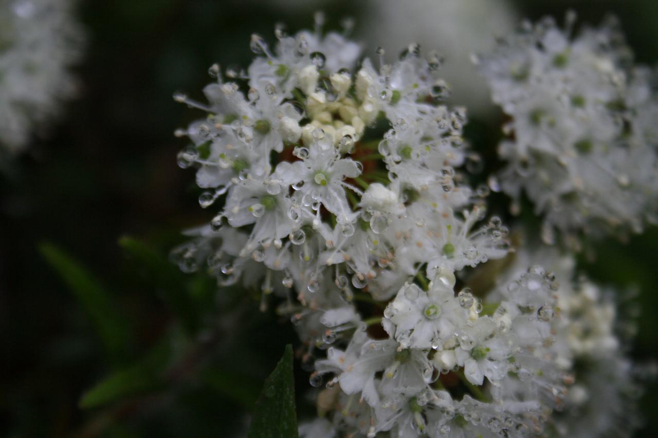 Rhododendron groenlandicum 'Nanum'