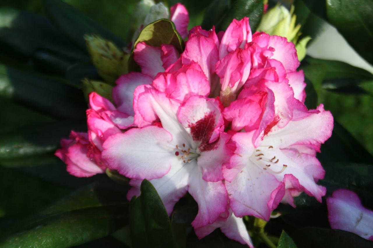 Rhododendron 'Hachmann's Charmant'-3-